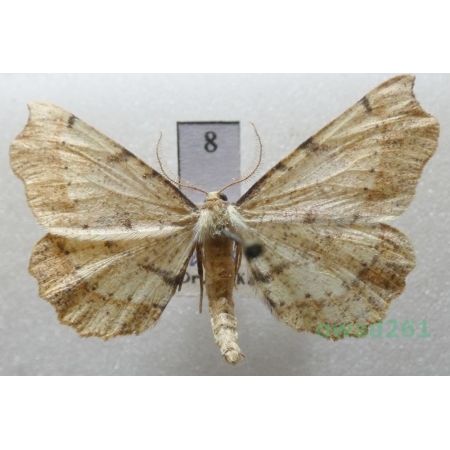 Artiora evonymaria (Denis & Schiffermüller, 1775) male Czech8